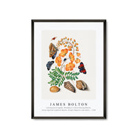 James Bolton - Caesalpinoid legume, Blackburn's Earth Boring Beetle, Seven-Spotted Ladybird Beetle, Purple Emperor and shells 1768