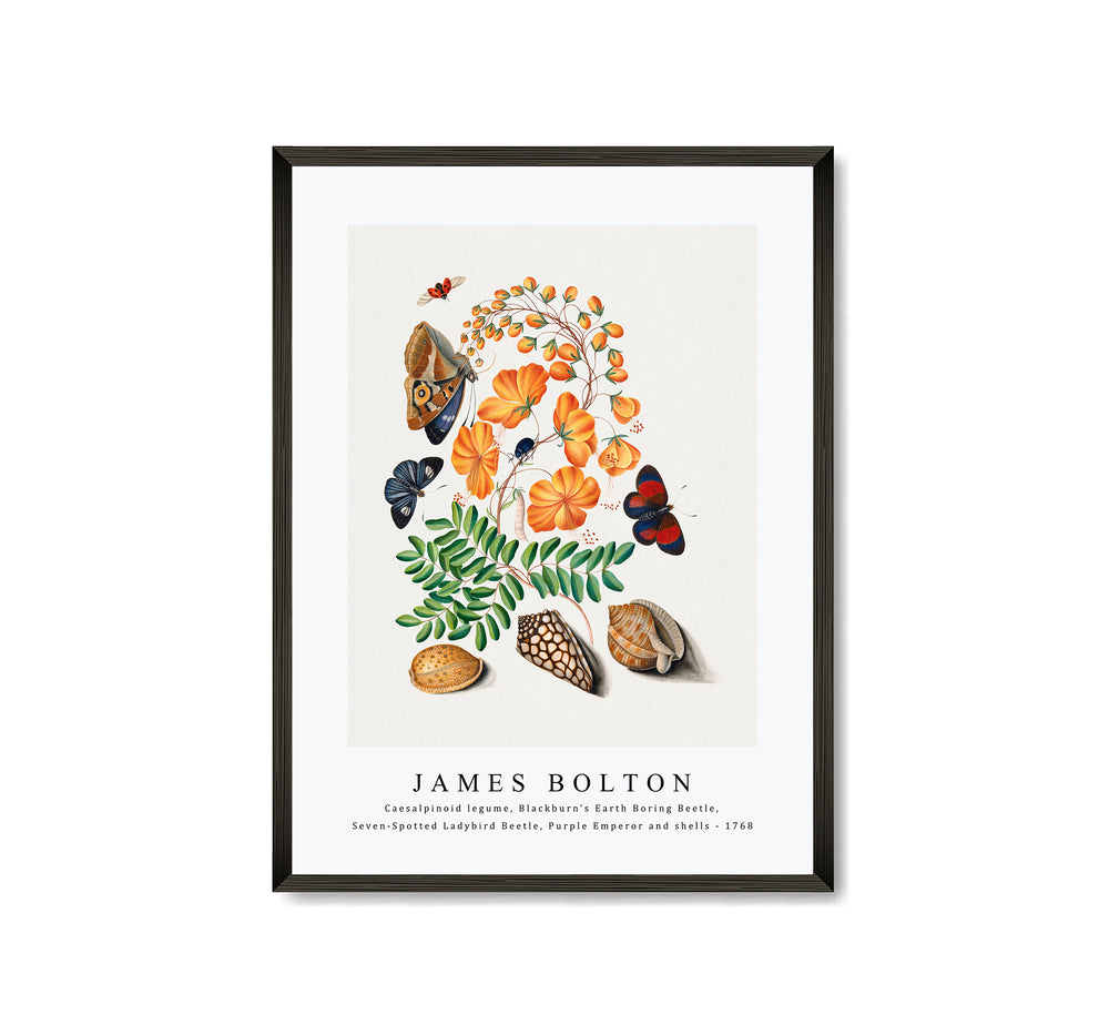 James Bolton - Caesalpinoid legume, Blackburn's Earth Boring Beetle, Seven-Spotted Ladybird Beetle, Purple Emperor and shells 1768