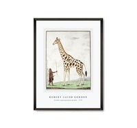 
              Robert Jacob Gordon - Giraffa camelopardalis giraffe (1779)
            