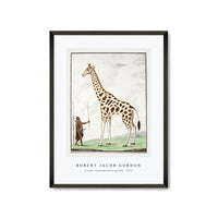 Robert Jacob Gordon - Giraffa camelopardalis giraffe (1779)
