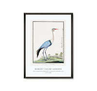 
              Robert Jacob Gordon - Grus carunculatus Bugeranus carunculatus wattled crane (1777–1786)
            