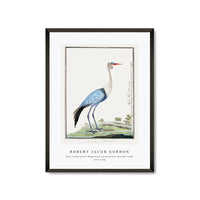 Robert Jacob Gordon - Grus carunculatus Bugeranus carunculatus wattled crane (1777–1786)