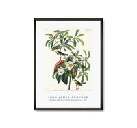 
              John James Audubon - Bachman's Warbler from Birds of America (1827)
            