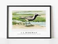 
              J L Ridgway - The Black–Bellied Plover (Squatarola Squatarola) 1859-1947
            