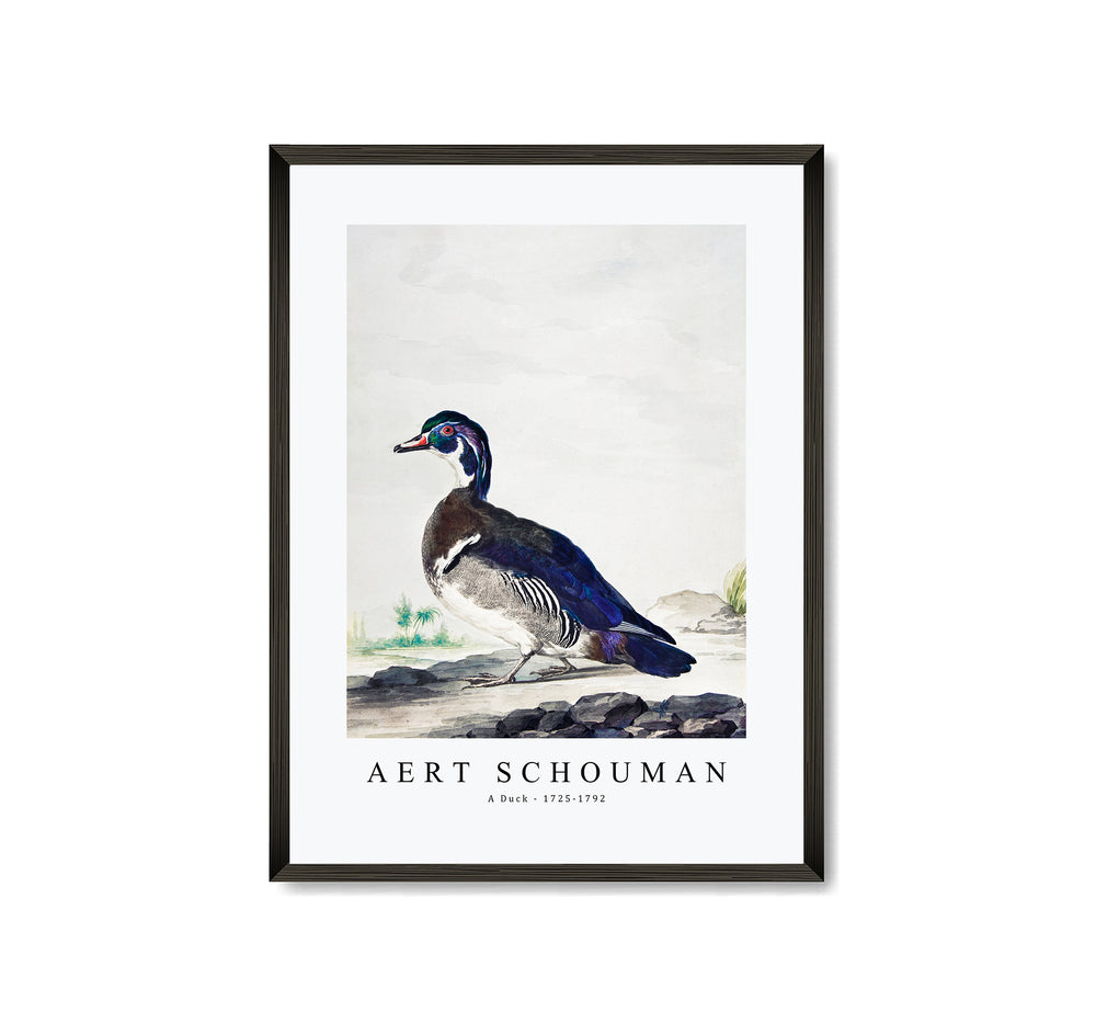 aert schouman - A Duck-1725-1792