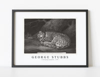 
              George Stubbs - A Sleeping Leopard 1791
            