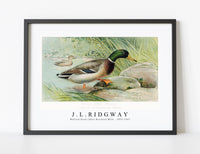 
              J L Ridgway - Mallard Duck (Anas Boschas) Male illustrated by J.L. Ridgway (1859–1947)
            