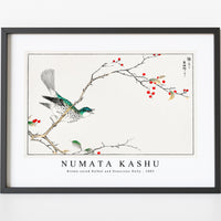 Numata Kashu - Brown-eared Bulbul and Dioecious Holly illustration from Pictorial Monograph of Birds (1885)