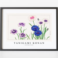 Tanigami Konan - Cornflower flower