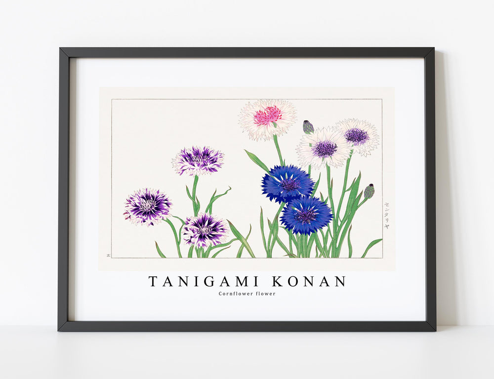 Tanigami Konan - Cornflower flower