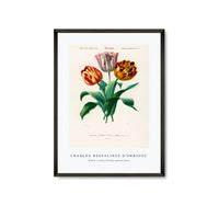 
              Charles Dessalines D'Orbigny - Didier's tulip (Tulipa gesneriana)
            