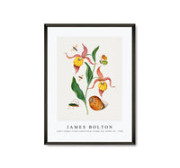 
              James Bolton - Lady's slipper orchid, tiphiid wasp, Orange Tip, soldier fly 1768
            