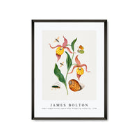 James Bolton - Lady's slipper orchid, tiphiid wasp, Orange Tip, soldier fly 1768
