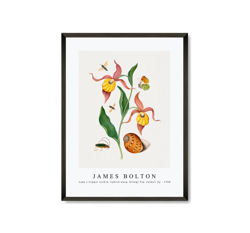 James Bolton - Lady's slipper orchid, tiphiid wasp, Orange Tip, soldier fly 1768
