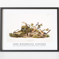 John Woodhouse Audubon - Four-striped Ground Squirrel (Tamias quadrivitatus) from the viviparous quadrupeds of North America (1845) illustrated by John Woodhouse Audubon (1812-1862)