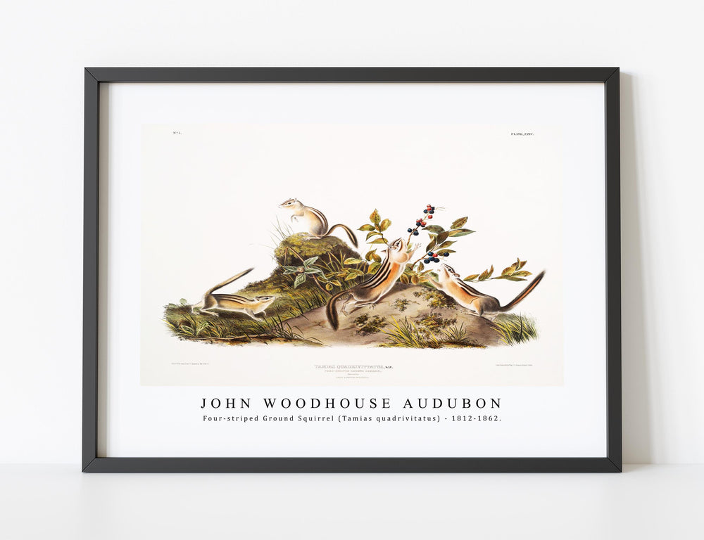 John Woodhouse Audubon - Four-striped Ground Squirrel (Tamias quadrivitatus) from the viviparous quadrupeds of North America (1845) illustrated by John Woodhouse Audubon (1812-1862)