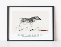 
              Robert Jacob Gordon - Equus quagga burchellii plains zebra (ca.1777)
            