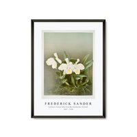 Frederick Sander - Cattleya trianæ alba from Reichenbachia Orchids-1847-1920