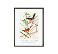 
              John James Audubon - Towee Bunting from Birds of America (1827)
            