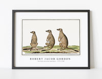 
              Robert Jacob Gordon - Suricata suricatta meerkats (1773–1780)
            