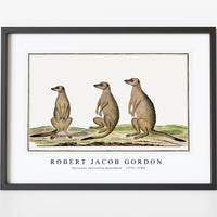 Robert Jacob Gordon - Suricata suricatta meerkats (1773–1780)