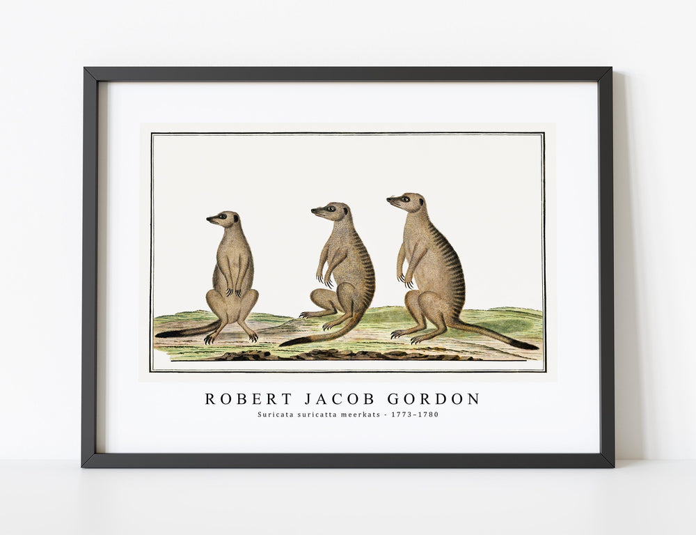 Robert Jacob Gordon - Suricata suricatta meerkats (1773–1780)