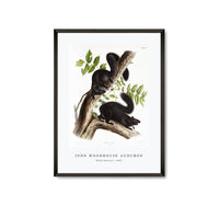 
              John Woodhouse Audubon - Black Squirrel (Sciurus niger) from the viviparous quadrupeds of North America (1845)
            