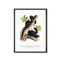 John Woodhouse Audubon - Black Squirrel (Sciurus niger) from the viviparous quadrupeds of North America (1845)
