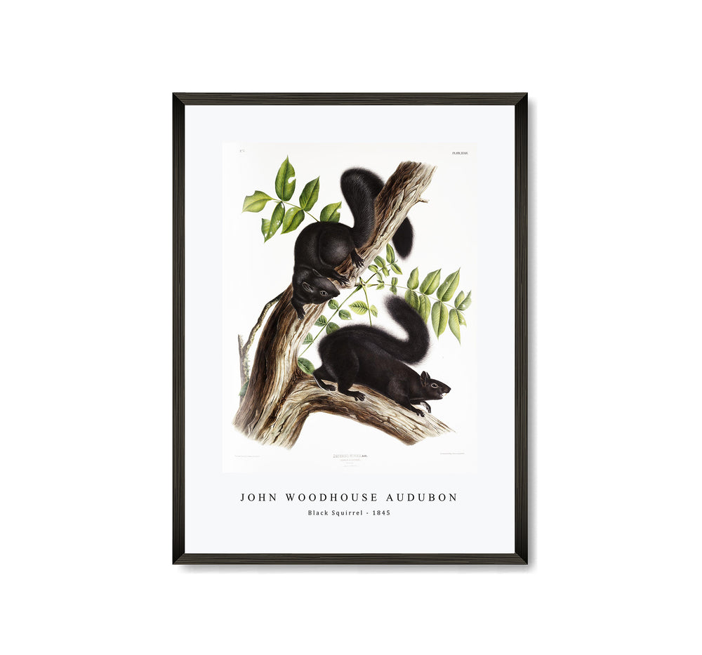 John Woodhouse Audubon - Black Squirrel (Sciurus niger) from the viviparous quadrupeds of North America (1845)