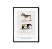 
              Charles Dessalines D'Orbigny - Malayan Tapir (Equus Montanus) and Mountain Zebra (Dauw)
            