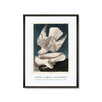 John James Audubon - Iceland or Jer Falcon from Birds of America (1827)