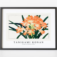 Tanigami Konan - Vintage cliviminiata flower
