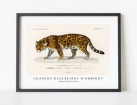
              Charles Dessalines D'Orbigny - Jaguar (Panthera Onca)
            
