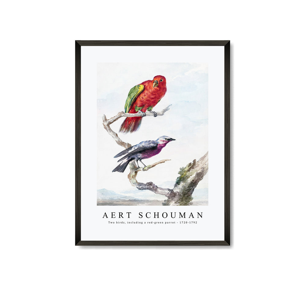 Aert schouman - Two birds, including a red-green parrot-1720-1792