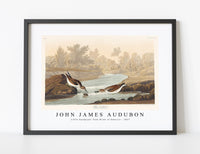 
              John James Audubon - Little Sandpiper from Birds of America (1827)
            