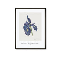 
              Georgius Jacobus Johannes - Iris
            
