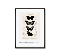 
              Charles Dessalines D'Orbigny - Collection of butterflies
            