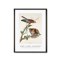 John James Audubon - Red-shouldered Hawk from Birds of America (1827)