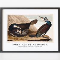 John James Audubon - Common Cormorant from Birds of America (1827)