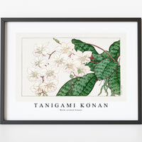 Tanigami Konan - Moth orchid flower