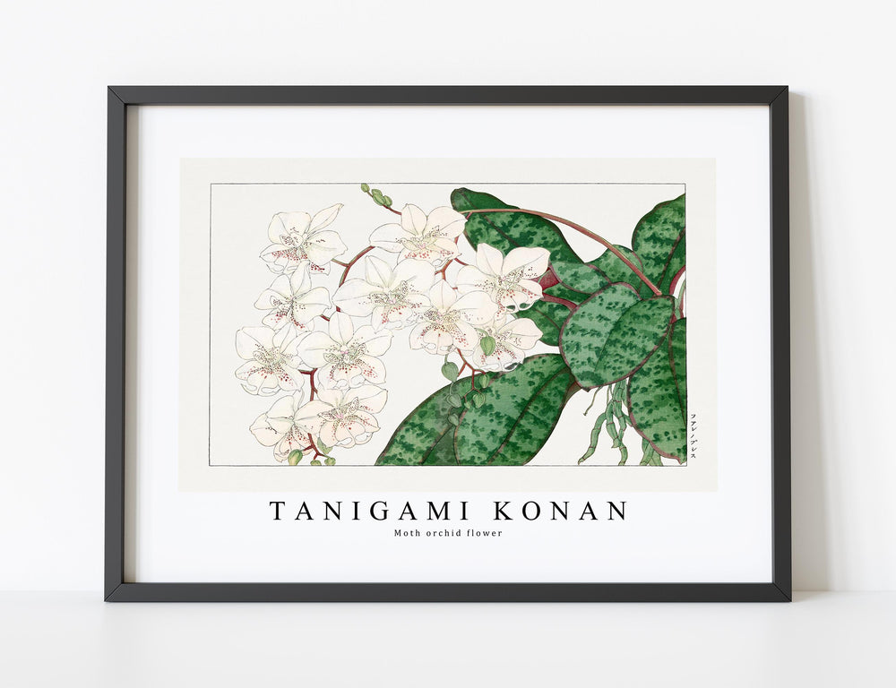 Tanigami Konan - Moth orchid flower