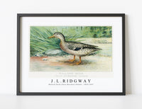 
              J L Ridgway - Mallard Duck (Anas Boschas) Female 1859-1947
            