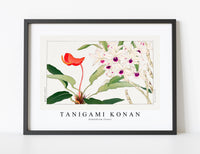 
              Tanigami Konan - Dendobium flower
            