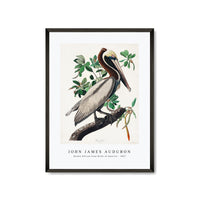 John James Audubon - Brown Pelican from Birds of America (1827)