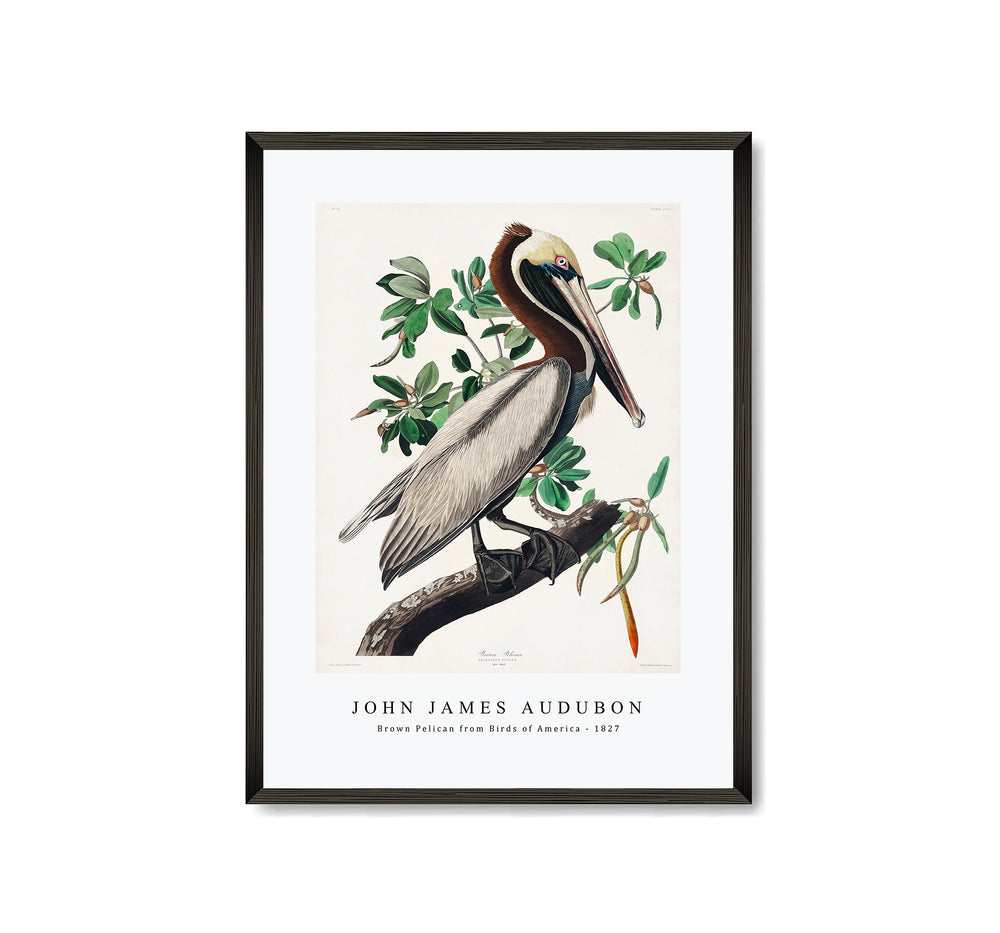 John James Audubon - Brown Pelican from Birds of America (1827)