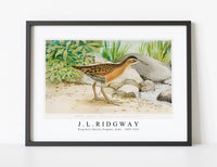 
              J L Ridgway - King Rail (Rallus Elegans, Aud) 1859-1947
            