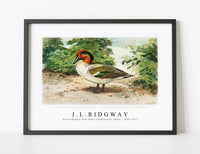 
              J L Ridgway - Green–Winged Teal (Anas Carolinensis, Gmel) 1859-1947
            
