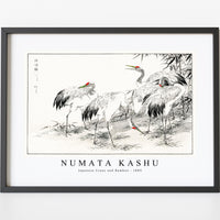 Numata Kashu - Japanese Crane and Bamboo illustration from Pictorial Monograph of Birds (1885)