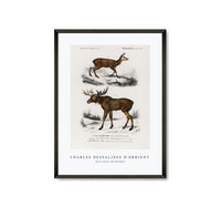 
              Charles Dessalines D'Orbigny - Alces alces and Moschus
            