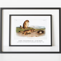 John Woodhouse Audubon - Prairie Dog or Prairie marmot squirrel (Spermophilus ludovicianus) from the viviparous quadrupeds of North America (1845)
